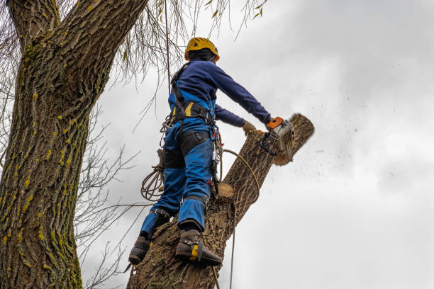 Best Emergency Tree Removal  in Carlisle, IA