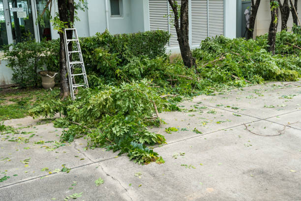 Best Lawn Renovation and Restoration  in Carlisle, IA