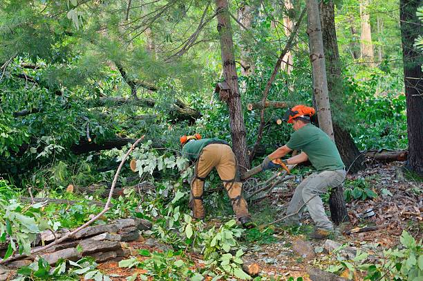Best Tree Disease Treatment  in Carlisle, IA